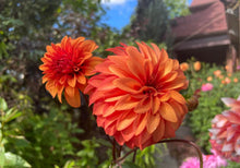 Load image into Gallery viewer, Van Isle Mandarin Dahlia Tuber - VIMND
