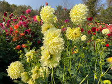 Load image into Gallery viewer, Bowser Butter Dahlia Tuber - BWBT
