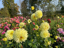Load image into Gallery viewer, Bowser Butter Dahlia Tuber - BWBT
