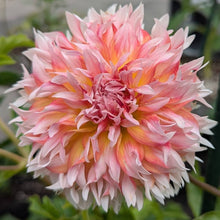 Load image into Gallery viewer, Bloomquist Amazing Dahlia Tuber - BQAMZ
