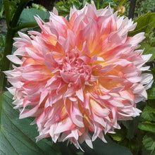 Load image into Gallery viewer, Bloomquist Amazing Dahlia Tuber - BQAMZ
