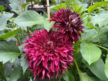 Load image into Gallery viewer, Van Isle Mayne Dahlia Tuber - VIMYN
