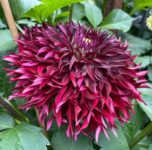 Load image into Gallery viewer, Van Isle Mayne Dahlia Tuber - VIMYN
