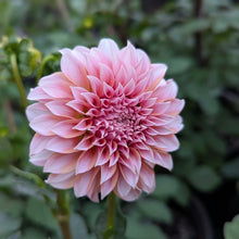 Load image into Gallery viewer, Peaches N' Cream Dahlia Tuber - PNC
