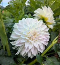 Load image into Gallery viewer, KA Mocha Maya Dahlia Tuber - KAMM
