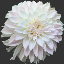Load image into Gallery viewer, KA Mocha Maya Dahlia Tuber - KAMM

