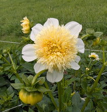 Load image into Gallery viewer, Platinum Blonde Dahlia Tuber - PLBL
