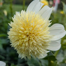 Load image into Gallery viewer, Platinum Blonde Dahlia Tuber - PLBL
