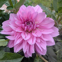 Load image into Gallery viewer, Maki Dahlia Tuber - MKI
