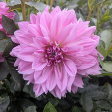 Load image into Gallery viewer, Maki Dahlia Tuber - MKI
