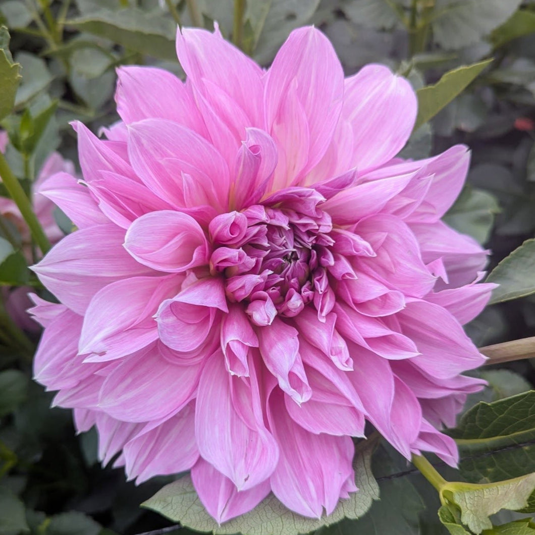 Maki Dahlia Tuber - MKI