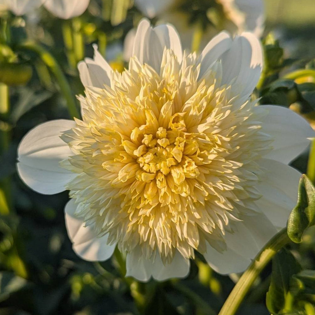 Platinum Blonde Dahlia Tuber - PLBL