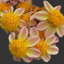 Load image into Gallery viewer, Bloomquist Golden Dahlia Tuber - BQGL
