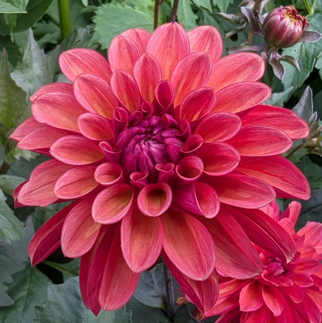 Groovy Dahlia Tuber - GROV