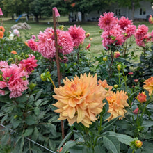Load image into Gallery viewer, Honeymoon Dahlia Tuber - HNMN
