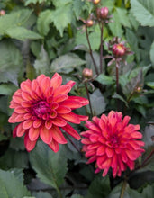 Load image into Gallery viewer, Groovy Dahlia Tuber - GROV
