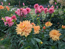 Load image into Gallery viewer, Honeymoon Dahlia Tuber - HNMN
