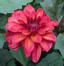 Load image into Gallery viewer, Groovy Dahlia Tuber - GROV
