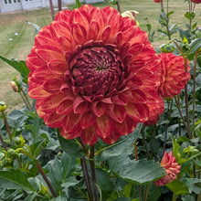 Load image into Gallery viewer, Tahoma Vivian Dahlia Tuber - THVV
