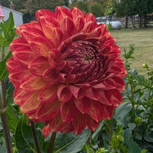 Load image into Gallery viewer, Tahoma Vivian Dahlia Tuber - THVV
