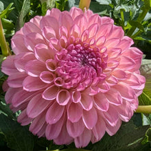 Load image into Gallery viewer, Lyn&#39;s Opal Dahlia Tuber - LNOPL
