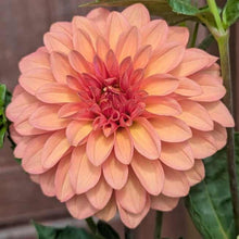 Load image into Gallery viewer, Dawson Tutti Fruitti Dahlia Tuber - DTFRT
