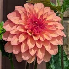 Load image into Gallery viewer, Dawson Tutti Fruitti Dahlia Tuber - DTFRT
