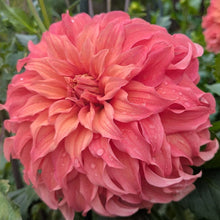 Load image into Gallery viewer, Wyn's Moonlight Sonata Dahlia Tuber - WNMS (LIMIT 1)
