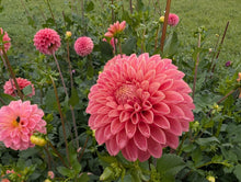Load image into Gallery viewer, Peach Buzz Dahlia Tuber - PBZ
