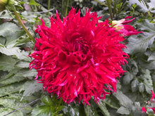 Load image into Gallery viewer, Van Isle Blood Dahlia Tuber - VIBLO
