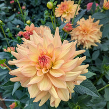 Load image into Gallery viewer, Honeymoon Dahlia Tuber - HNMN
