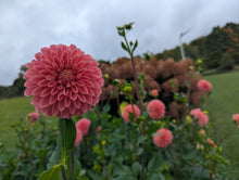 Load image into Gallery viewer, Peach Buzz Dahlia Tuber - PBZ
