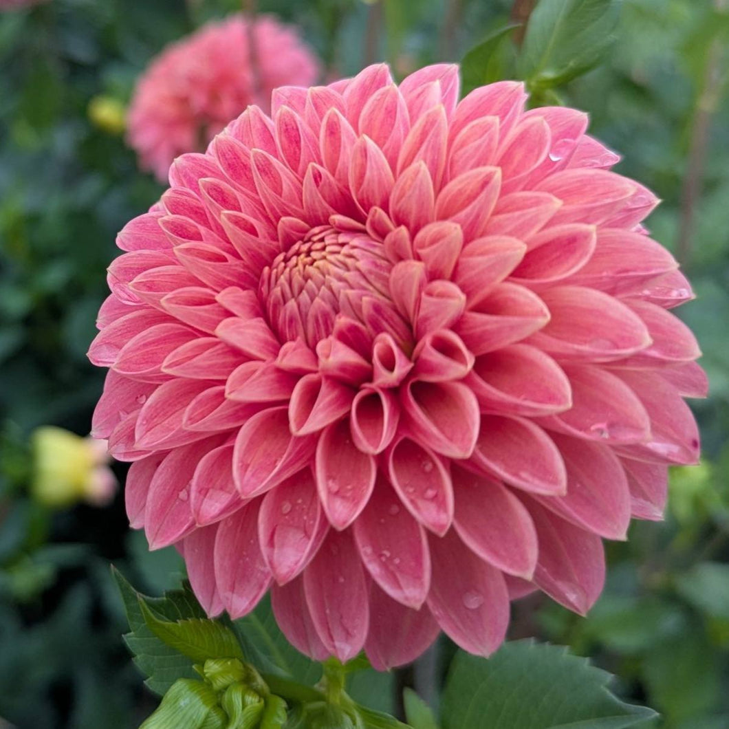 Peach Buzz Dahlia Tuber - PBZ