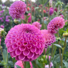 Load image into Gallery viewer, Caitlin's Joy Dahlia Tuber - CTLJ
