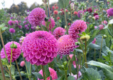 Load image into Gallery viewer, Caitlin's Joy Dahlia Tuber - CTLJ
