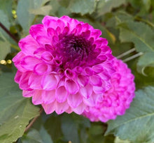 Load image into Gallery viewer, Hillcrest Johnathan Dahlia Tuber - HCJN
