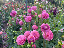 Load image into Gallery viewer, Caitlin's Joy Dahlia Tuber - CTLJ
