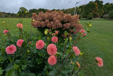Load image into Gallery viewer, Peach Buzz Dahlia Tuber - PBZ
