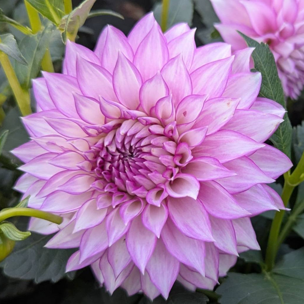 Clearview Debby Dahlia Tuber - CLVD