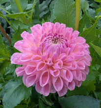 Load image into Gallery viewer, Lyn&#39;s Opal Dahlia Tuber - LNOPL
