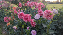 Load image into Gallery viewer, Apple Blossom (Double) Dahlia Tuber - APBD
