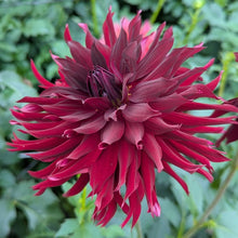 Load image into Gallery viewer, Van Isle Dark Night Dahlia Tuber - VIDN
