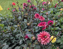 Load image into Gallery viewer, Molly Raven Dahlia Tuber - MLRV
