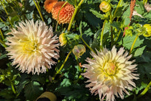 Load image into Gallery viewer, Hapet Champagne Dahlia Tuber - HPCH
