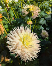 Load image into Gallery viewer, Hapet Champagne Dahlia Tuber - HPCH
