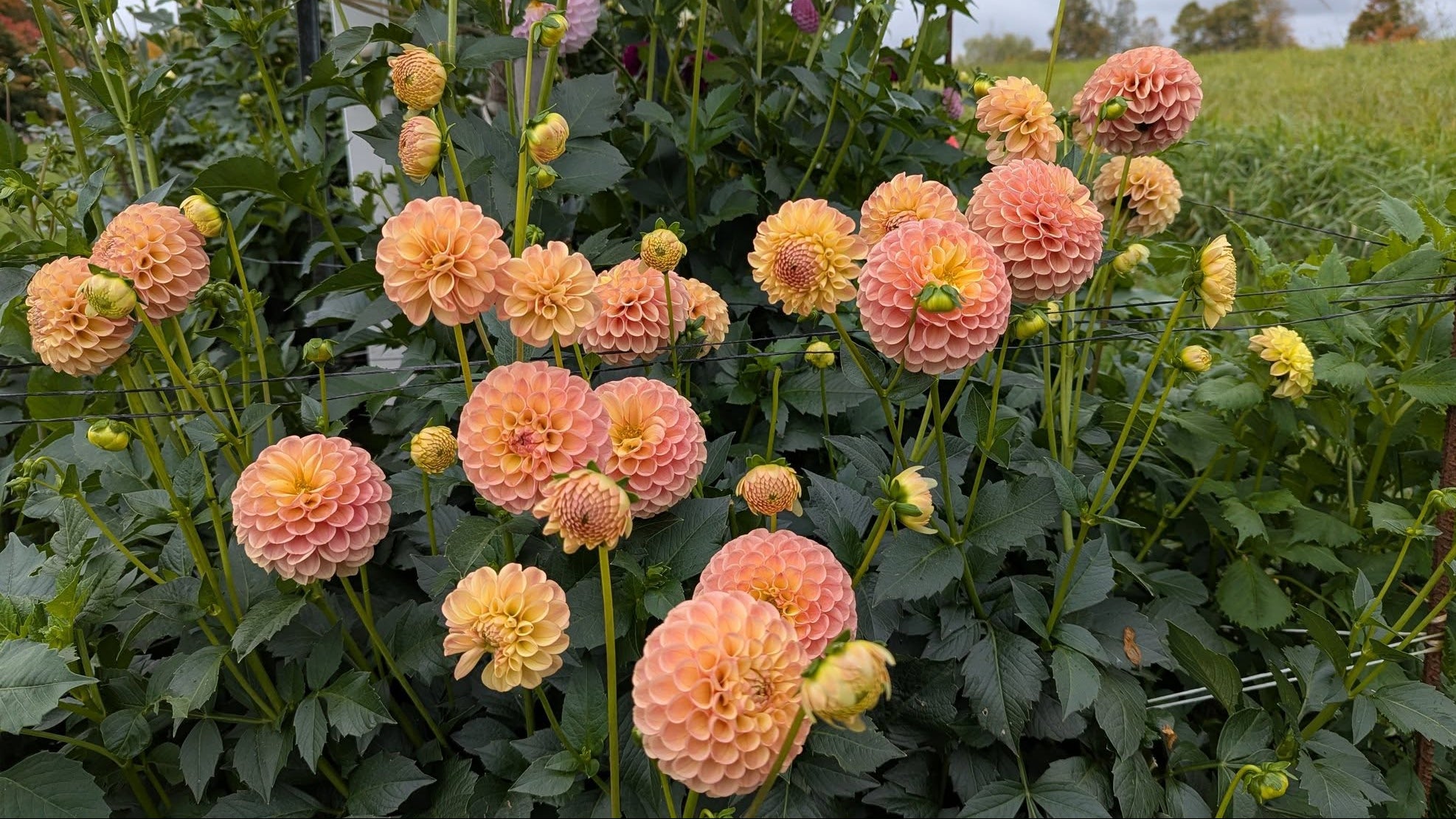 Van Isle Erika Dahlia Tuber - VIERK (LIMIT 1) – Deva's Gardens