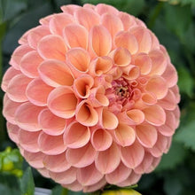 Load image into Gallery viewer, Van Isle Erika Dahlia Tuber - VIERK
