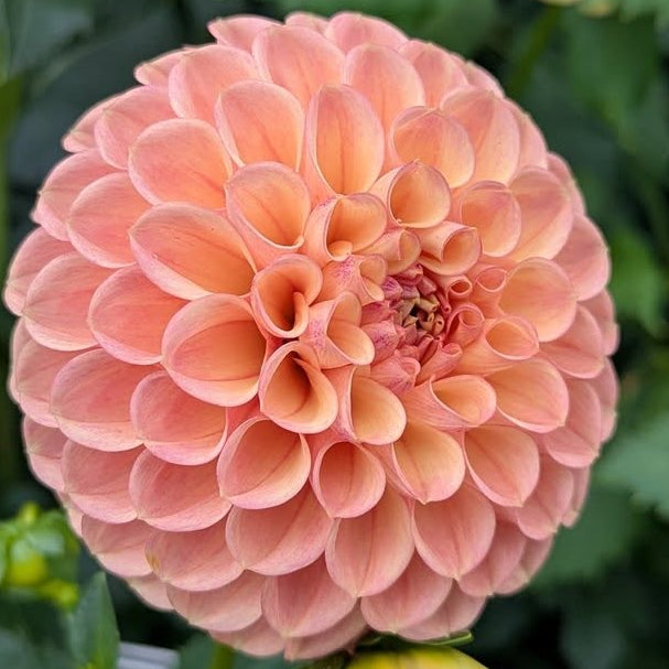 Van Isle Erika Dahlia Tuber - VIERK (LIMIT 1) – Deva's Gardens