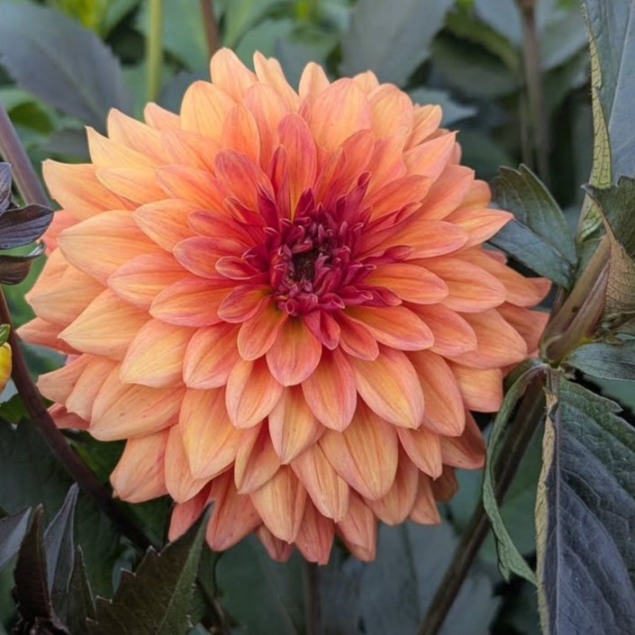 Orange Pekoe Dahlia Tuber - OPK