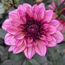 Load image into Gallery viewer, Molly Raven Dahlia Tuber - MLRV
